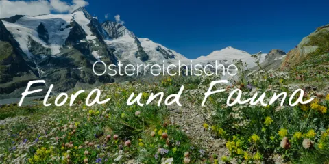 Ã sterreichische flora und fauna