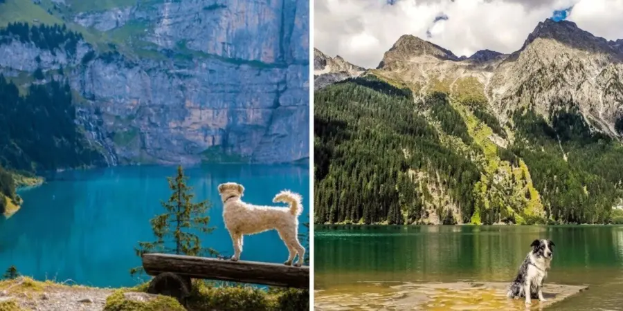 Vakantie oostenrijk met hond