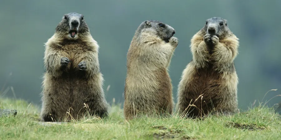 Flora en fauna oostenrijk alpenmarmotten