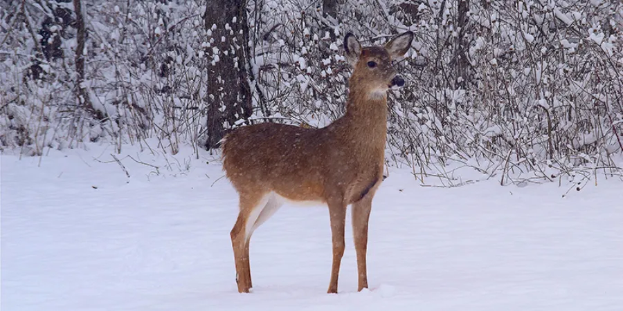 Flora en fauna oostenrijk hert winter