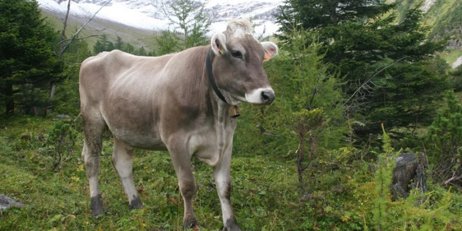 Koe in de bergen
