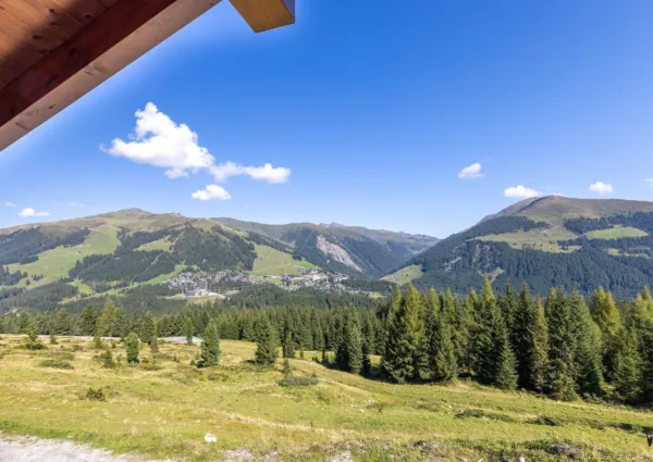 HK Silbertanne zomer 9