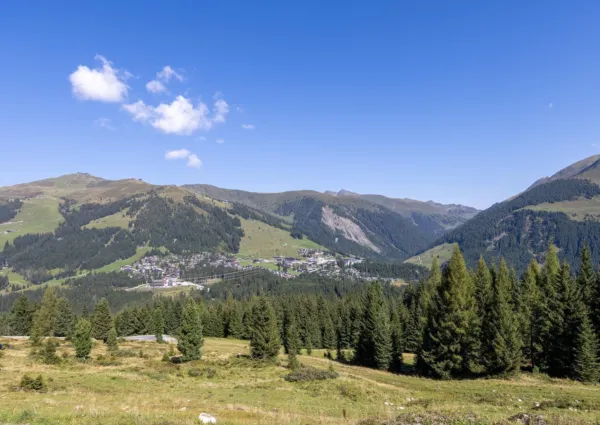 HK Silbertanne zomer 11