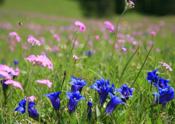 Alpenbloemen 2