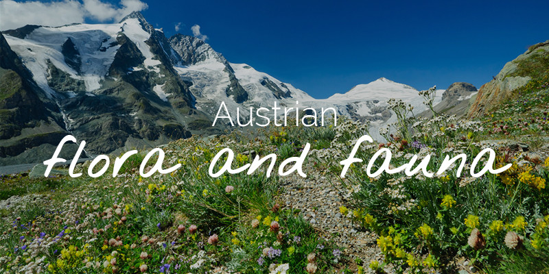 Austria through the seasons - ChaletsPlus - Your chalet expert in Austria